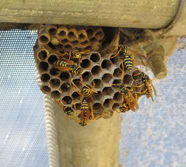 Wasp Nest in the Loft | Prevention | Panther Pest Control