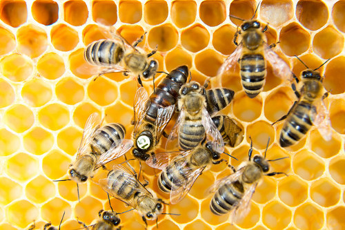 Wasp Nest in the Loft | Prevention | Panther Pest Control