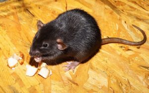 How Long Do Rats Live? | Panther Pest Control